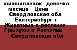 шиншилленок, девочка 2 месяца › Цена ­ 1 500 - Свердловская обл., Екатеринбург г. Животные и растения » Грызуны и Рептилии   . Свердловская обл.